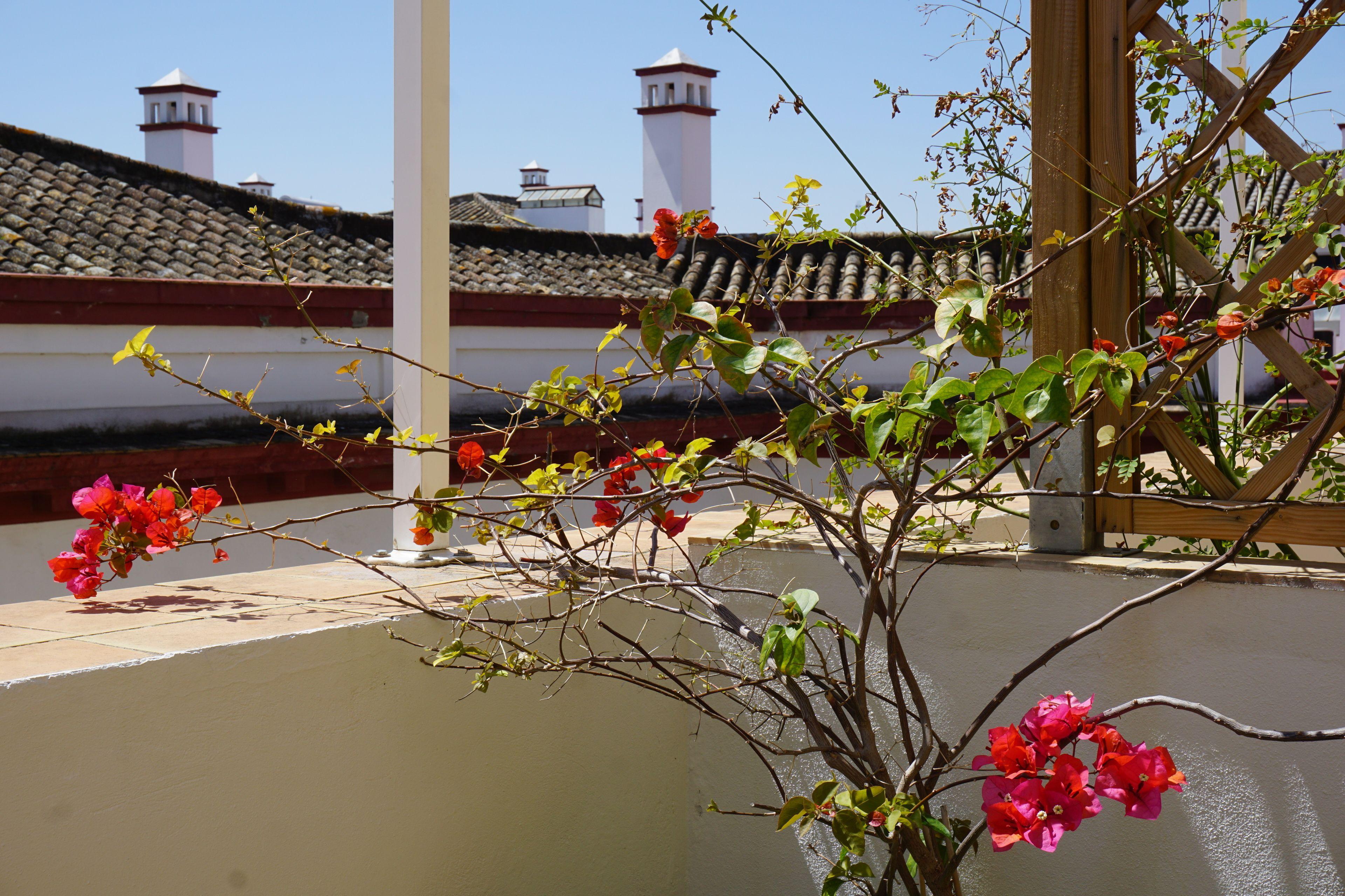 Black Swan Hostel Sevilla, Seville